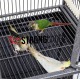 Jaula Expositor ROMA Cages fos parrots